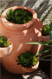 d2d3bfdd-IMG_1148 čuvarkuće.jpg